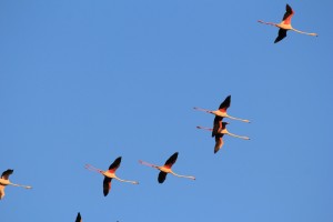 IMG_0133