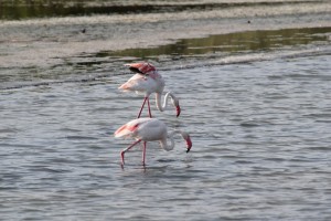 IMG_3330