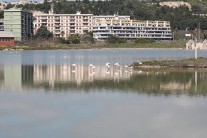 IMG_7242